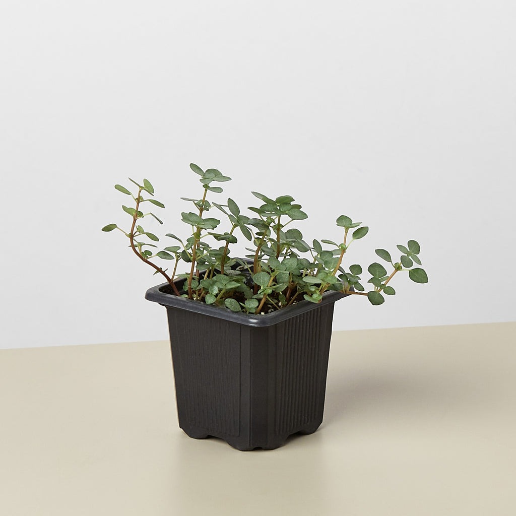 Front Page -Garden Leaf Shop