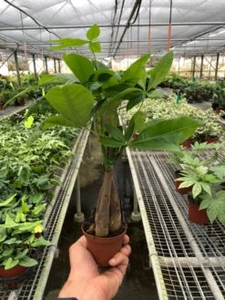 Money Tree ‘Guiana Chestnut’ Pachira Braid -Garden Leaf Shop 3 PACHIRA BRAID TEMP scaled 1