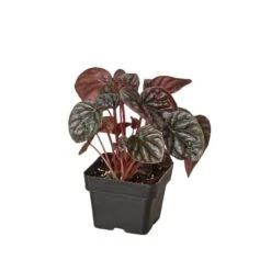 Peperomia ‘Ripple Red’