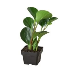 Peperomia Thailand -Garden Leaf Shop 3 PEPEROMIA THAILAND 1