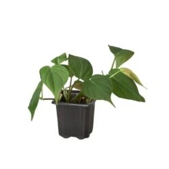 Philodendron ‘Velvet’ 7 Philodendron ‘Velvet’ -Garden Leaf Shop 3 PHILODENDRON VELVET 1