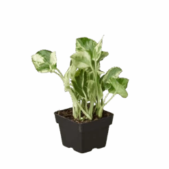 Pothos ‘N’joy’ -Garden Leaf Shop 3 POTHOS NJOY 1 removebg preview