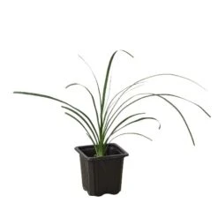 Palm Ponytail -Garden Leaf Shop 3 Palm Ponytail 1 1