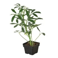Schefflera Moonlight ‘Umbrella Plant’ -Garden Leaf Shop 3 SCHEFFLARA MOONDROP 1