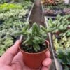 Delosperma Echinatum ‘Pickle Plant’ -Garden Leaf Shop 3 SUCC DELOSPERMA PICKLE.PLANT TEMP