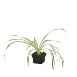 Spider Plant Reverse -Garden Leaf Shop 3 Spider Reverse 1
