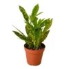 Croton ‘Gold Dust’ – 4″ Pot – NURSERY POT ONLY -Garden Leaf Shop 3a7cba80 f0e5 5eb0 b0ac 51a1d33b3d11 4d8798b6 1a19 40f8 9406 f56396f96502