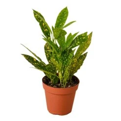 Croton ‘Gold Dust’ – 4″ Pot – NURSERY POT ONLY