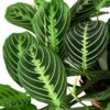 Maranta ‘Lemon Lime’ – 4″ Pot – NURSERY POT ONLY 1 Maranta ‘Lemon Lime’ – 4″ Pot – NURSERY POT ONLY -Garden Leaf Shop 3e50f201 8939 5be5 a51c 61fa99285b31 1294c524 3c4f 47f0 9faf d84450dbd853