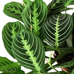 Maranta ‘Lemon Lime’ – 6″ Pot – NURSERY POT ONLY -Garden Leaf Shop 3e50f201 8939 5be5 a51c 61fa99285b31 bc97ed6e ee97 4b88 88aa 95c6984ac58e