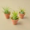 3 Ionantha Air Plants With Mini Terra Cotta Pots