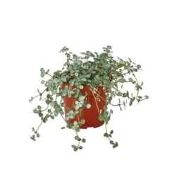 Nettle ‘Silver Sparkle’ – 4″ Pot – NURSERY POT ONLY