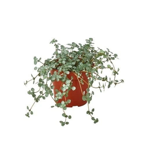 Nettle ‘Silver Sparkle’ – 4″ Pot – NURSERY POT ONLY 3 Nettle ‘Silver Sparkle’ – 4″ Pot – NURSERY POT ONLY