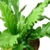 Bird’s Nest ‘Victoria’ Fern – 4″ Pot