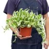 Pothos ‘N’joy’ – 6″ Pot – NURSERY POT ONLY