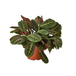 Maranta Red Prayer -Garden Leaf Shop 46d13b6e 2f54 5fbf 9bf3 245dfbb4529c 3c4ce038 7c14 4d52 9f2b 7a5da1a1fed7