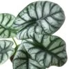 Alocasia ‘Silver Dragon’ -Garden Leaf Shop 4 ALOCASIA SILVER DRAGON 2