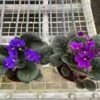 African Violet 2 African Violet -Garden Leaf Shop 4 AfricanVioletassortedpurple Temp scaled 1