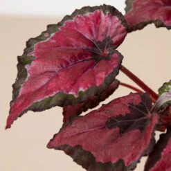 Begonia ‘Rex’ – 4 Pack Variety -Garden Leaf Shop 4 BEGONIA REX 1 2 3b578d67 93cf 4329 8247 074054cf10a0