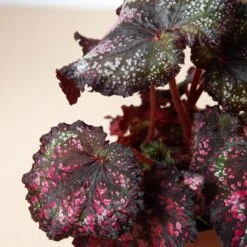 Begonia ‘Rex’ – 4 Pack Variety -Garden Leaf Shop 4 BEGONIA REX 2 2