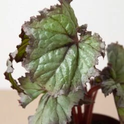 Begonia ‘Rex’ – 4 Pack Variety -Garden Leaf Shop 4 BEGONIA REX 2 4