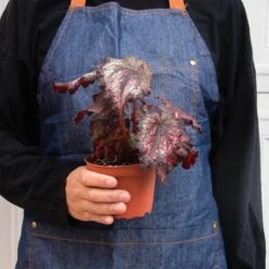 Begonia ‘Rex’ – 4 Pack Variety -Garden Leaf Shop 4 BEGONIA REX 3 2 92d62d21 2229 4f2d 9650 1e46e64e6761