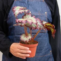 Begonia ‘Rex’ – 4 Pack Variety -Garden Leaf Shop 4 BEGONIA REX 3 3 a53d97a9 8fb4 460d 8ce7 9998bacd767a