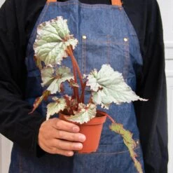 Begonia ‘Rex’ – 4 Pack Variety -Garden Leaf Shop 4 BEGONIA REX 3 4 3f607397 3121 4bff 96a5 c08867ca50fc