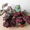 Begonia ‘Rex’ – 4 Pack Variety