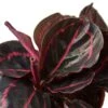 Calathea ‘Dottie’ – 4″ Pot – NURSERY POT ONLY -Garden Leaf Shop 4 CALATHEA DOTTIE DETAIL 51263bcf 0734 4dfc 8338 bee8060c3df3