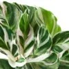 Calathea ‘White Fusion’ – 4″ Pot – NURSERY POT ONLY 2 Calathea ‘White Fusion’ – 4″ Pot – NURSERY POT ONLY -Garden Leaf Shop 4 CALATHEA WHITE.FUSION 2 04d9b79f a846 4c92 acd2 6a6e7ea4e579
