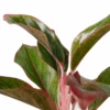 Chinese Evergreen ‘Red Siam’ -Garden Leaf Shop 4 CH.EVERGREEN RED.SIAM 2