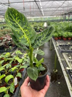 Dieffenbachia ‘Reflector’