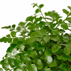 Austral Gem Fern -Garden Leaf Shop 4 FERN AUSTRAL.GEM 2