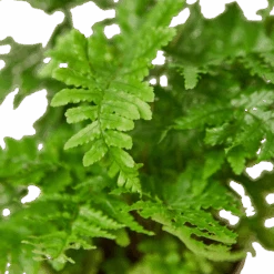 ‘Autumn’ Fern -Garden Leaf Shop 4 FERN AUTUMN 4