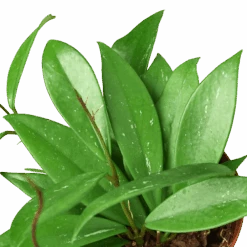 Hoya ‘Publicalyx’ – 4″ Pot – NURSERY POT ONLY