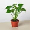 Monstera Bundle -Garden Leaf Shop 4 MONSTERA DELICIOSA 1 df4d4ab7 5fe8 4882 8158 85dd9d015de6