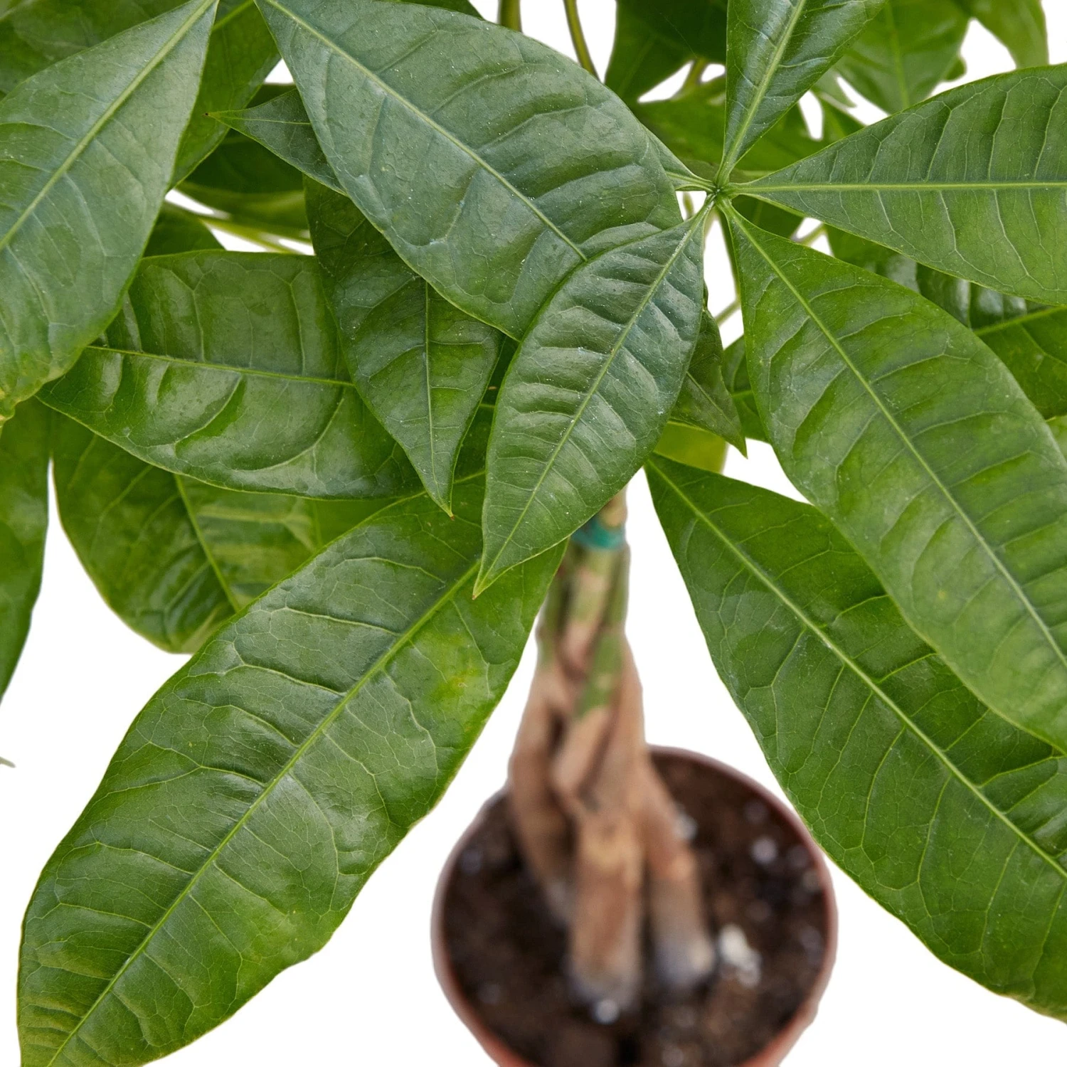 Money Tree ‘Guiana Chestnut’ Pachira Braid – 4″ Pot – NURSERY POT ONLY 4 Money Tree ‘Guiana Chestnut’ Pachira Braid – 4″ Pot – NURSERY POT ONLY - Image 2