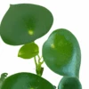 Peperomia ‘Raindrop’ – 4″ Pot -Garden Leaf Shop 4 PEPEROMIA RAINDROP 2