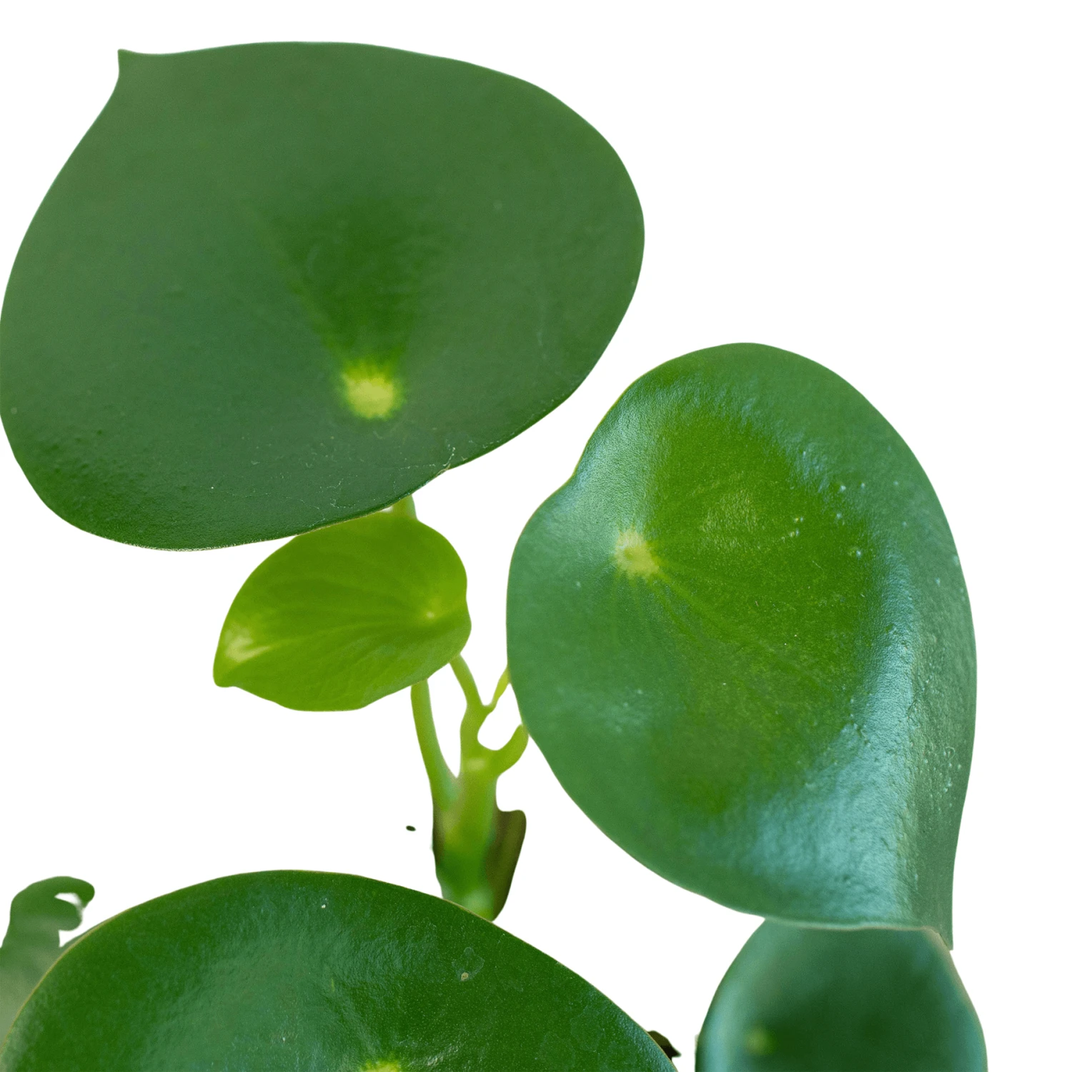 Peperomia ‘Raindrop’ – 4″ Pot 3 Peperomia ‘Raindrop’ – 4″ Pot
