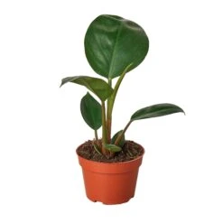 Philodendron ‘Congo Rojo’ – 4″ Pot – NURSERY POT ONLY -Garden Leaf Shop 4 PHILODENDRON CONGO.ROJO MAIN 13afdda9 5224 436f 8e26 f978735c28a1