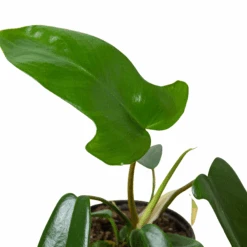 Philodendron ‘Florida Green’