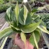 Philodendron ‘Silver Stripe’