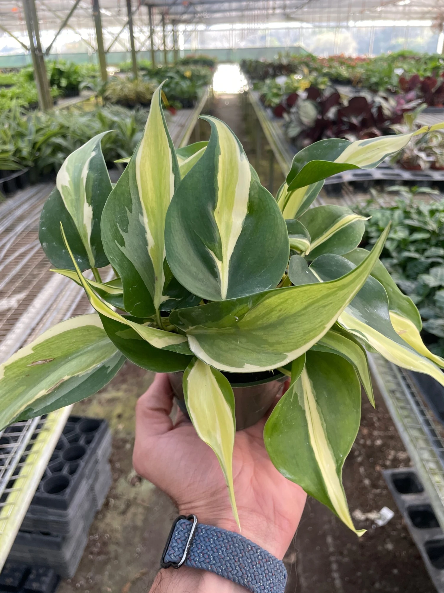 Philodendron ‘Silver Stripe’ 3 Philodendron ‘Silver Stripe’