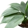 Philodendron ‘Silver Sword’ -Garden Leaf Shop 4 PHILODENDRON SILVERSWORD 2 2