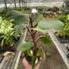 Philodendron ‘White Knight’ -Garden Leaf Shop 4 PHILODENDRON WHITE.KNIGHT TEMP scaled 1