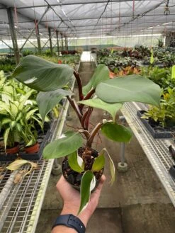 Philodendron ‘White Knight’