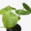 Pilea ‘Mojito’ -Garden Leaf Shop 4 PILEA MOJITO 2