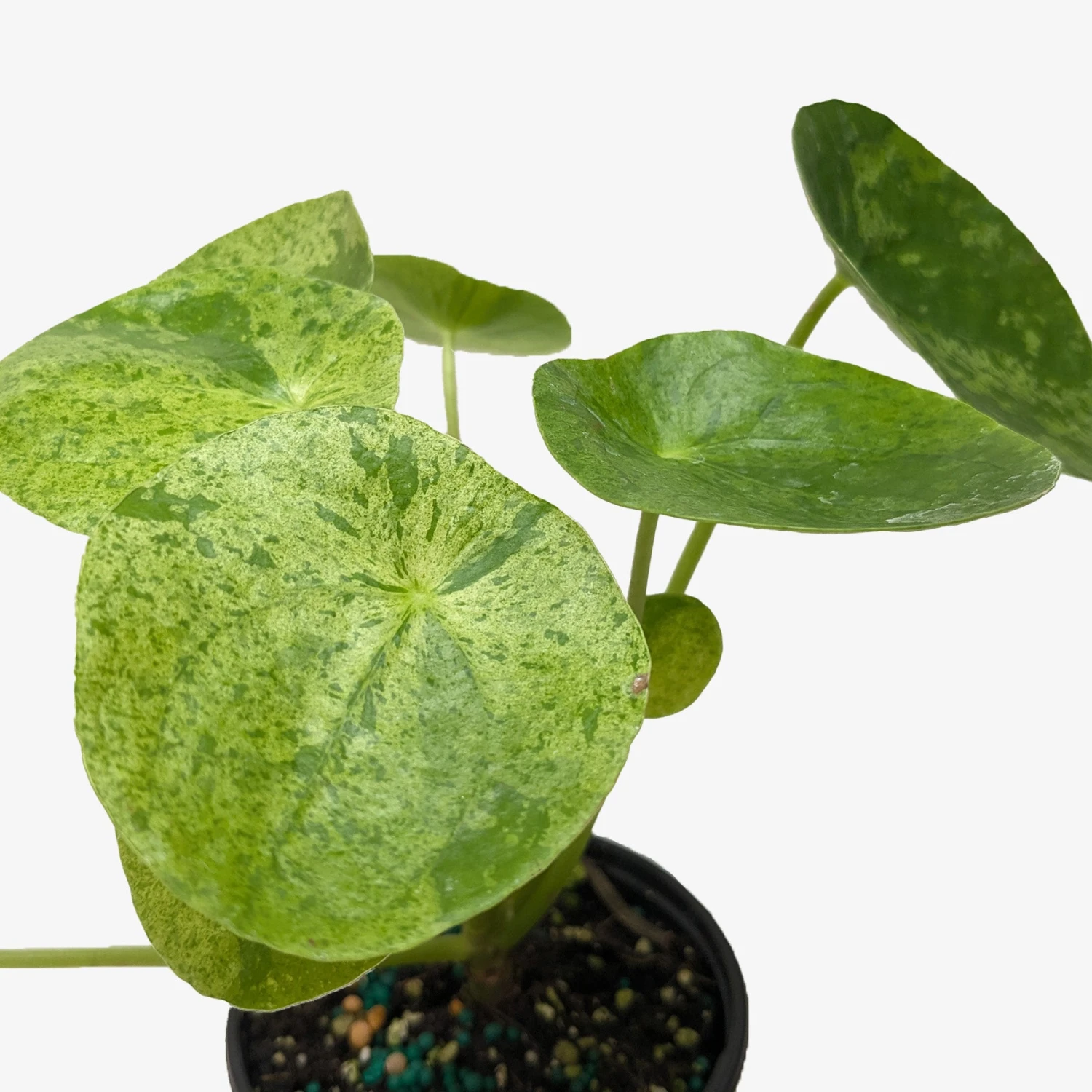 Pilea ‘Mojito’ 3 Pilea ‘Mojito’