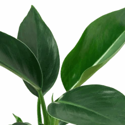 Philodendron ‘Congo Green’ -Garden Leaf Shop 4 Philodendron Congo Green DETAIL removebg preview dae74efb 9fc0 40b5 aab3 ed40783581a8